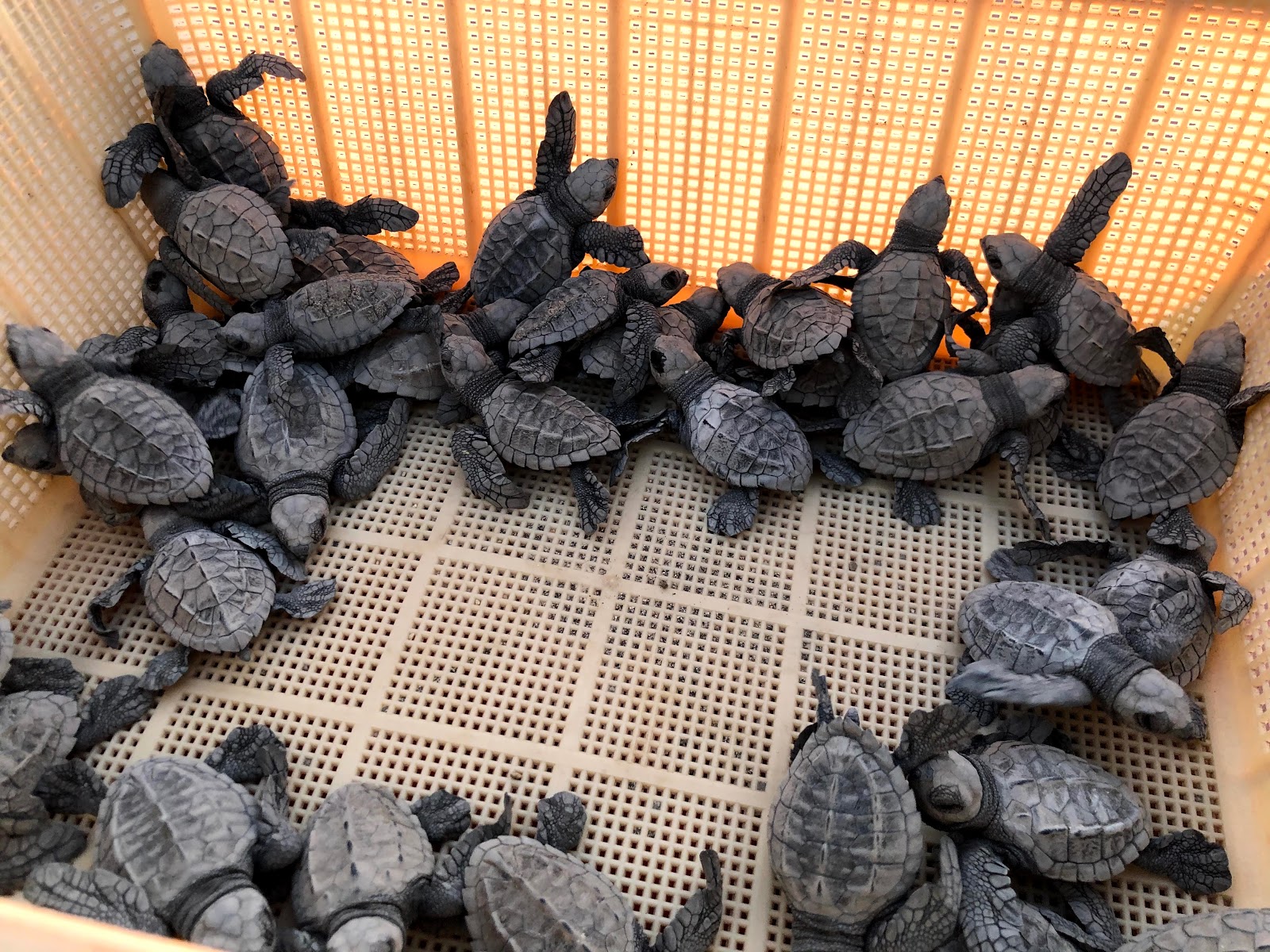 Sea Turtles beach的照片 位于自然区域