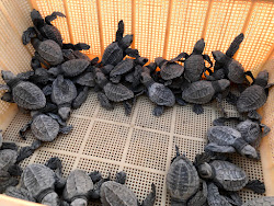 Sea Turtles beach'in fotoğrafı doğal alan içinde bulunmaktadır