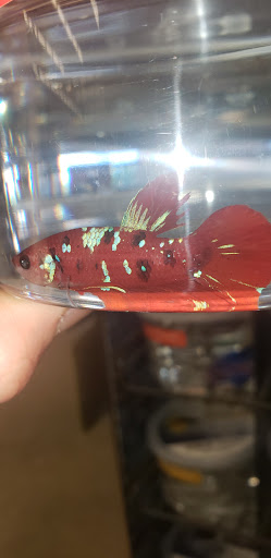 Pet Supply Store «Petco Animal Supplies», reviews and photos, 6025 Kruse Dr #159, Solon, OH 44139, USA