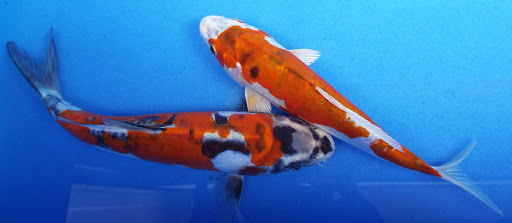 Fish Farm «Kloubec Koi», reviews and photos, 1375 Baxter Ave NW, Amana, IA 52203, USA