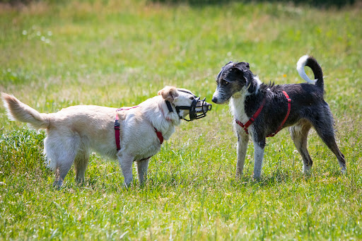 Istruttore Cinofilo Iacopo Bonomo (Dog Trainer/educatore cinofilo)