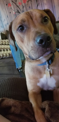 Pet Supply Store «Pet Supplies Plus», reviews and photos, 2917 N Vermilion St, Danville, IL 61832, USA