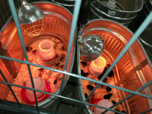 Home Improvement Store «Tractor Supply Co.», reviews and photos, 901 FM 509, San Benito, TX 78586, USA