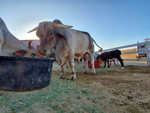 Boxing Gym «Legendz Fitness & Training Center», reviews and photos, 1603 Almaden Rd, San Jose, CA 95125, USA