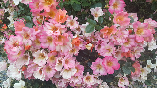 Park «Creston Park», reviews and photos, SE 44th Ave & Powell Blvd, Portland, OR 97206, USA