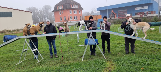 Hundeschule Step by Step Rheineck - St. Gallen