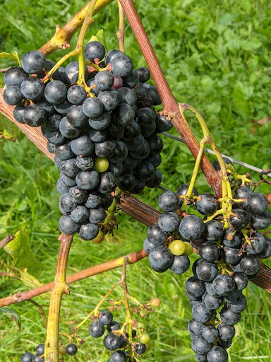 Winery «Cellardoor Winery», reviews and photos, 367 Youngtown Rd, Lincolnville, ME 04849, USA