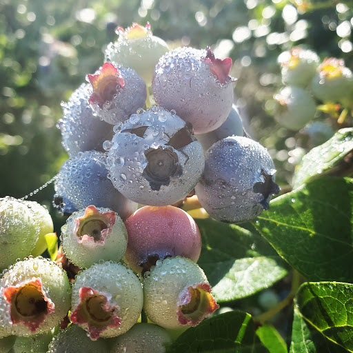 Stone Hill Blueberry Farm (U-Pick Blueberry Farm) mamaghar image 2