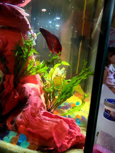 Pet Supply Store «PetSmart», reviews and photos, 2210 S Croatan Hwy, Nags Head, NC 27959, USA