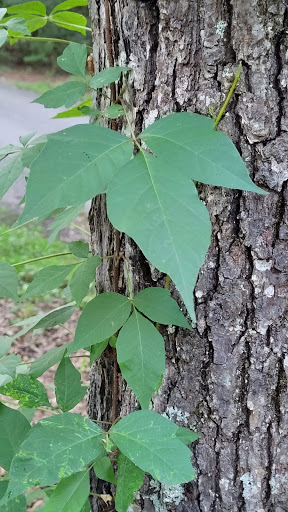 Park «Cedarville State Forest», reviews and photos, 10201 Bee Oak Rd, Brandywine, MD 20613, USA