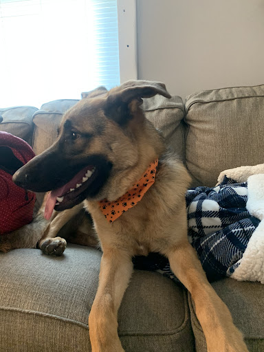 Pet Groomer «Precious Paws», reviews and photos, 221 N Marble St, Rockmart, GA 30153, USA