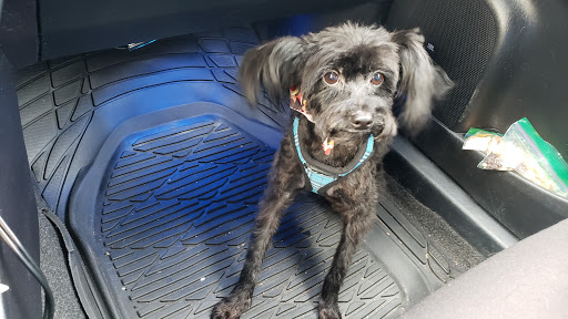 Doggie Stylin Grooming