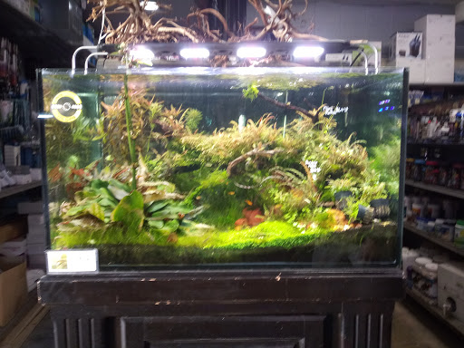Tropical Fish Store «C K Fish World», reviews and photos, 410 N Azusa Ave, West Covina, CA 91791, USA
