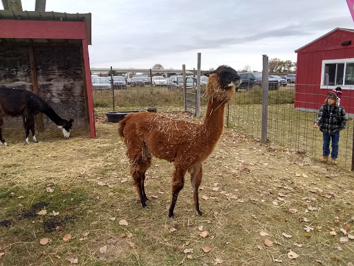 Pumpkin Patch «CornFun Corn Maze Adventure And Pumpkin Patch», reviews and photos, 9391 Lindsey Ln, Casco, MI 48064, USA
