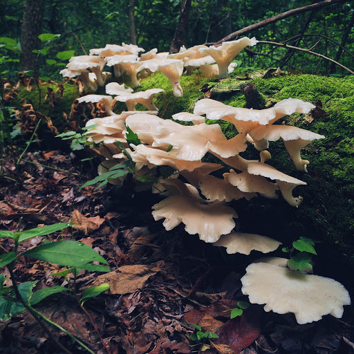 National Park «Greenbelt Park», reviews and photos, 6565 Greenbelt Rd, Greenbelt, MD 20770, USA