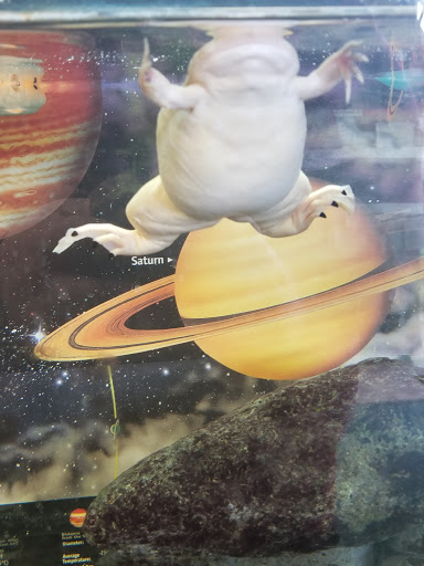 Natural Foods Store «Earth Mother Health Foods», reviews and photos, 220 E Harrison St, Farmington, MO 63640, USA