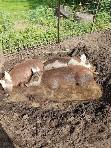 Produce Market «Natura Farms», reviews and photos, 19060 Manning Trail N, Marine on St Croix, MN 55047, USA