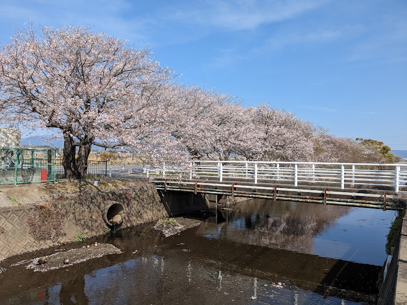 沼川桜並木通り