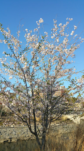 Museum «Philipse Manor Hall State», reviews and photos, 29 Warburton Ave, Yonkers, NY 10701, USA