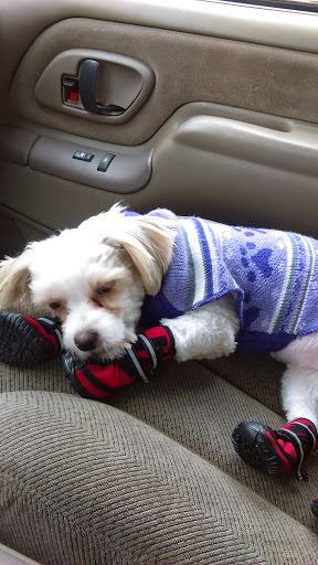 Pet Store «Petland», reviews and photos, 2123 Old Hudson Rd, St Paul, MN 55119, USA