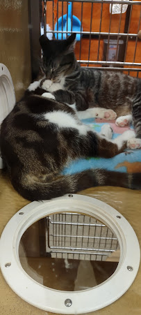 PetSmart - Photo 3 - Car repair in Pico Rivera, CA, Fullerton
