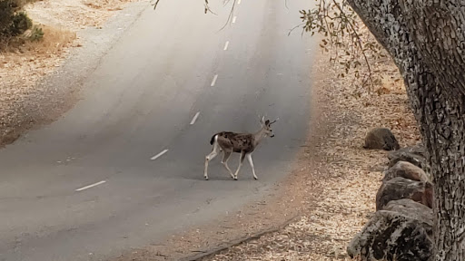 Pet Supply Store «Pet Food Express», reviews and photos, 1436 Old First St, Livermore, CA 94550, USA