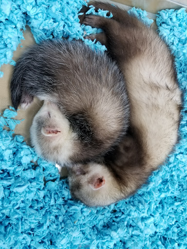 Pet Store «Petland Lewis Center», reviews and photos, 86 Meadow Park Ave, Lewis Center, OH 43035, USA