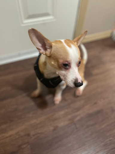 Pet Supply Store «PetSmart», reviews and photos, 430 NW Eastman Pkwy, Gresham, OR 97030, USA