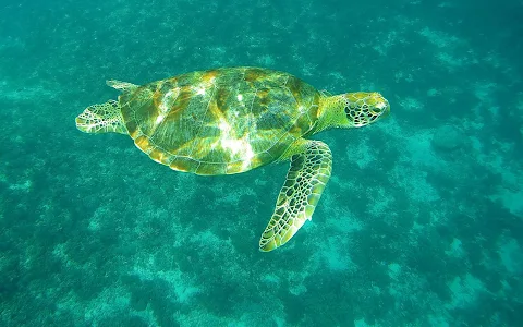 Turtle Paradise image