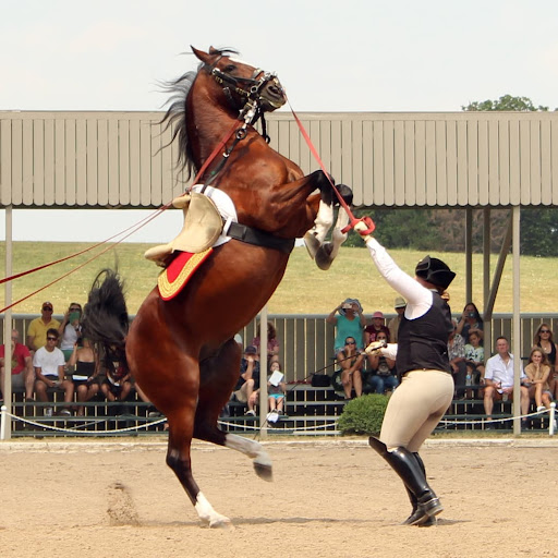 Tourist Attraction «The Tempel Lipizzans», reviews and photos, 17000 W Wadsworth Rd, Old Mill Creek, IL 60083, USA