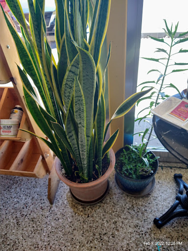 Vitamin & Supplements Store «Sunflower Health Foods - Gainesville», reviews and photos, 3424 W University Ave, Gainesville, FL 32607, USA