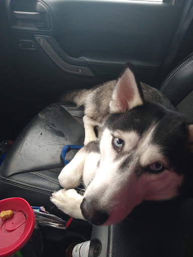 Pet Supply Store «Pet Supplies Plus», reviews and photos, 209 Towne Dr, Elizabethtown, KY 42701, USA