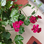 Photo n°1 de l'avis de Verena.e fait le 14/09/2023 à 19:36 sur le  Hotel Doctor Weinstube à Bernkastel-Kues