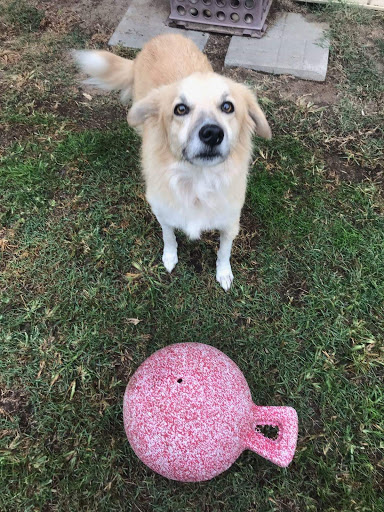 Kennel «All Creatures Great & Small», reviews and photos, 3632 James B White Hwy S, Whiteville, NC 28472, USA