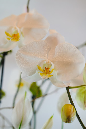 Florist «El Camino Florist», reviews and photos, 632 El Camino Real, South San Francisco, CA 94080, USA