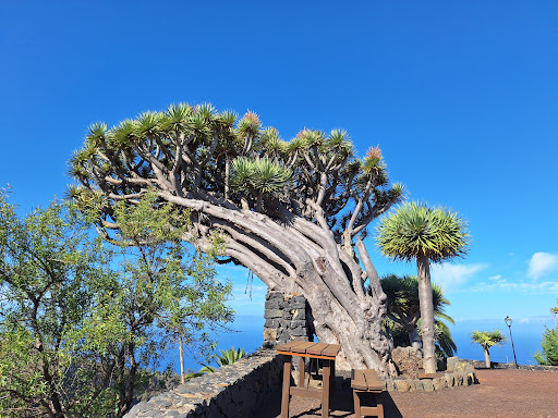 Mirador de Los Dragos en Puntagorda