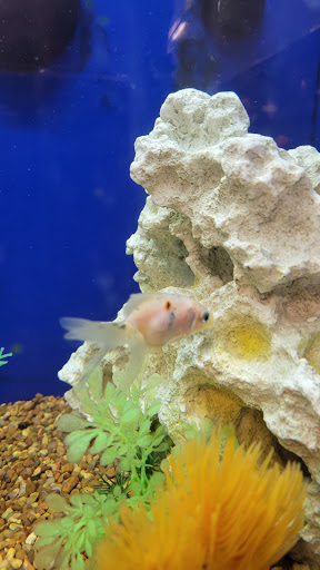 Pet Supply Store «PetSmart», reviews and photos, 4824 211th St, Matteson, IL 60443, USA