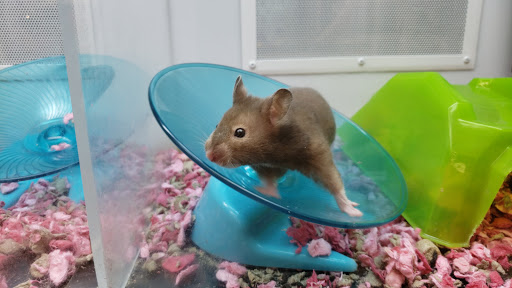 Pet Supply Store «Petco Animal Supplies», reviews and photos, 5975 20th St, Vero Beach, FL 32966, USA