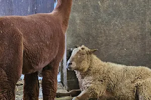 Shady Lane Alpaca Farm image