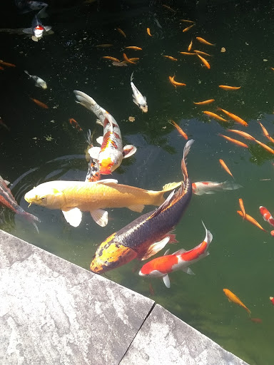 Pond Supply Store «Waterford Gardens», reviews and photos, 74 E Allendale Rd, Saddle River, NJ 07458, USA