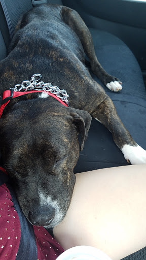 Animal Shelter «South Suburban Humane Society», reviews and photos