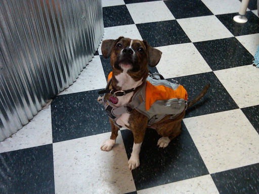 Pet Supply Store «Blue Ridge Dog», reviews and photos, 115 W Water St, Harrisonburg, VA 22801, USA