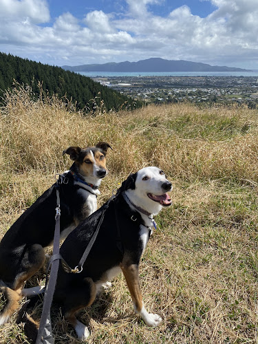 Reviews of Fancy Fur Babies in Paraparaumu - Dog trainer