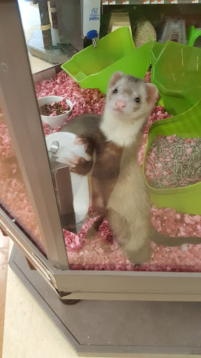 Pet Supply Store «Petco Animal Supplies», reviews and photos, 2250 Petrie Ln #518, Lanham, MD 20706, USA