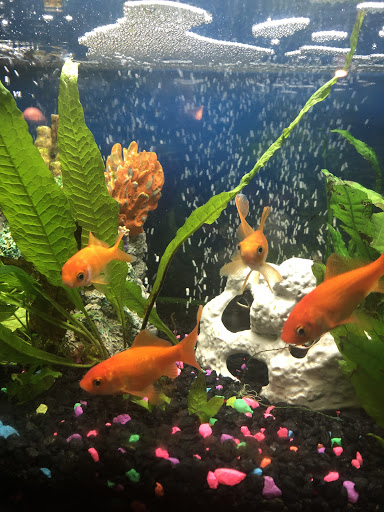 Pet Supply Store «Petco Animal Supplies», reviews and photos, 10060 US Highway 40 G-150, Ellicott City, MD 21042, USA