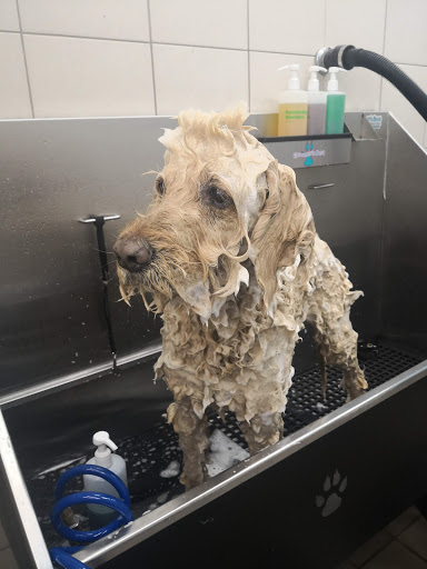 Pet Supply Store «Pet Supplies Plus», reviews and photos, 494 Westgate Dr, Brockton, MA 02301, USA