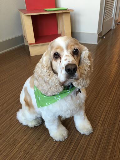 Pet Store «Oak Clips Pet Boutique & Grooming», reviews and photos, 502 N Edgefield Ave, Dallas, TX 75208, USA