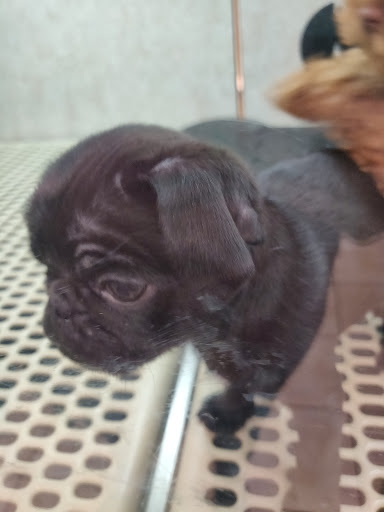 Pet Store «Pet City Pet Shops», reviews and photos, 750 Citadel Dr N # 2092, Colorado Springs, CO 80909, USA