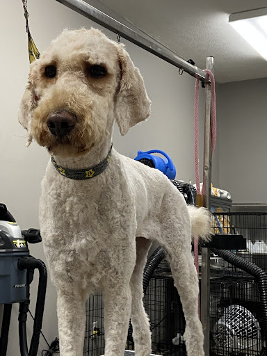 Hoosier’s doggone grooming