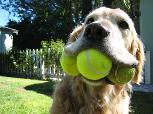 Wags & Wiggles image